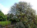 Poncirus trifoliata
